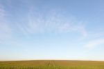 fields_11.jpg