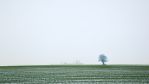 fields_2_13.jpg