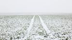 fields_2_14.jpg