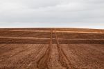 fields_7.jpg
