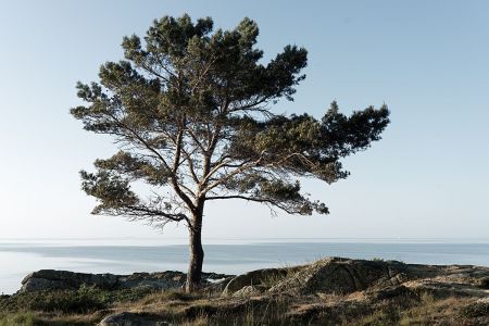 Landscape_13.jpg